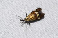 Alabonia geoffrella