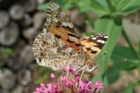 Vanessa cardui
