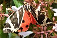 Euplagia quadripunctaria