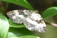 Epirrhoe alternata