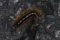 Malacosoma neustria