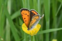 Lycaena dispar