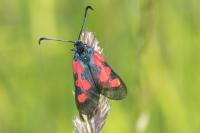 Zygaena trifolii