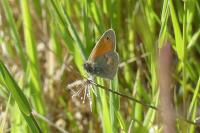 Coenonympha pamphilus