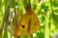 Diacrisia sannio
