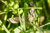 Chiasmia clathrata