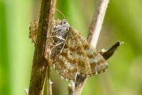 Ematurga atomaria