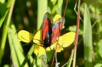 Zygaena trifolii