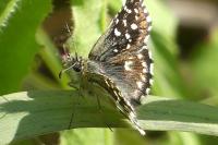 Pyrgus malvae