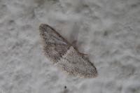 Idaea seriata