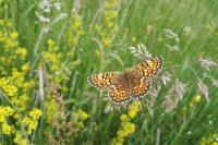 Melitaea phoebe