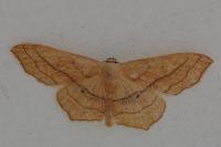 Scopula imitaria