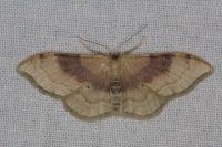 Idaea degeneraria