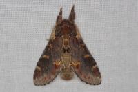 Notodonta dromedarius