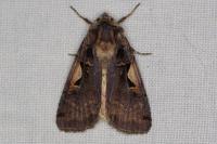 Xestia c-nigrum