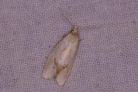 Agapeta hamana