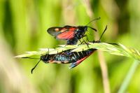 Zygaena trifolii