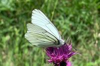 Aporia crataegi