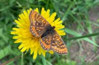Euphydryas aurinia