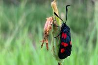 Zygaena trifolii