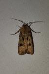 Agrotis exclamationis