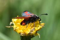 Zygaena sarpedon