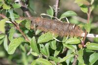 Gastropacha quercifolia