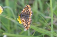 Euphydryas aurinia