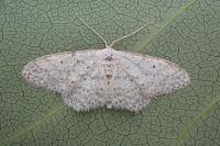 Idaea seriata