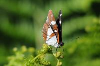 Limenitis reducta