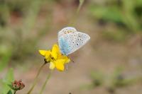 Polyommatus icarus