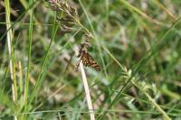 Chiasmia clathrata