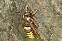 Sesia apiformis
