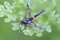 Synanthedon myopaeformis