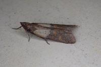 Plodia interpunctella