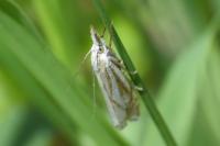 Crambus lathoniellus