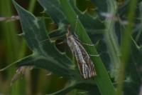 Thisanotia chrysonuchella