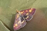 Pyrausta purpuralis