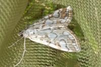 Elophila nymphaeata