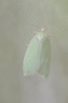 Tortrix viridana