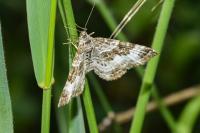 Epirrhoe alternata