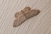Idaea seriata