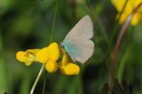 Callophrys rubi