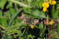 Pyrgus malvae