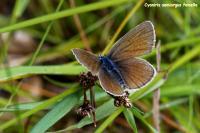 Cyaniris semiargus