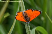 Lycaena dispar
