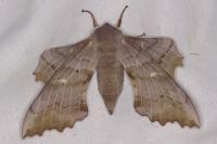 Laothoe populi