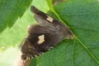 Dichrorampha petiverella