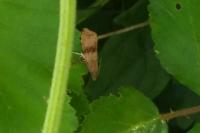 Celypha striana