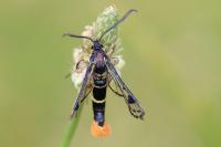 Synanthedon scoliaeformis